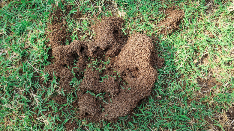 A close up photo of an ant mound built on a grass lawn.