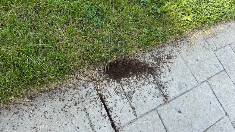 A swarm of ants on paved pathway next to a grass lawn.