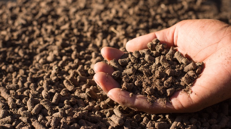 A close up photo of a hand holding organic fertilizer pellets.