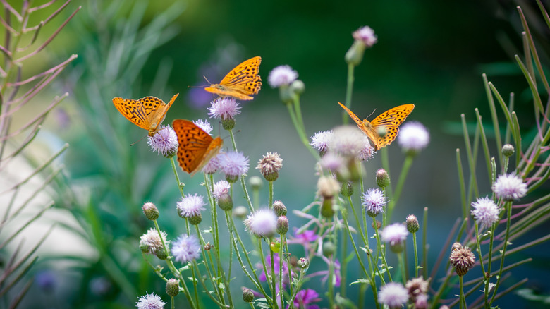 Butterflies in a pollinator garden.