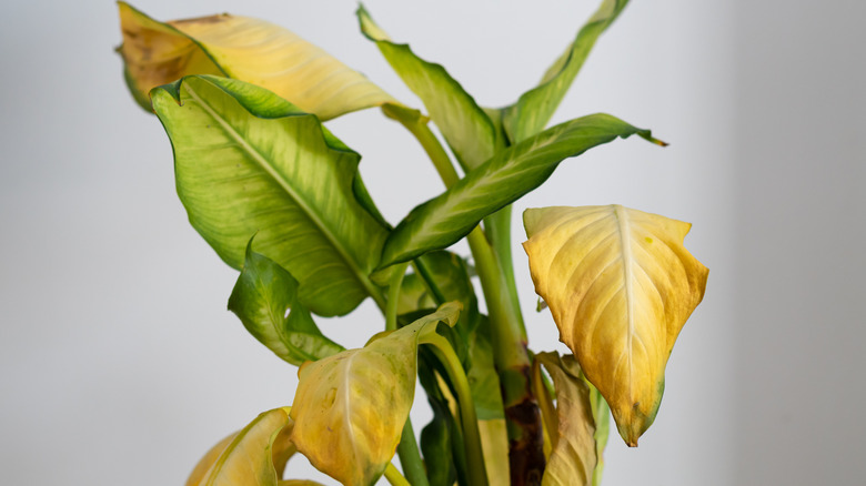 Plant with yellowing leaves