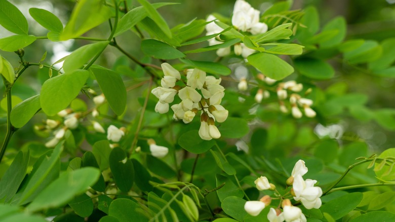 White flowers growing on acacia trees