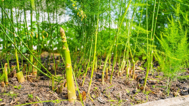 Asparagus vegetable growing in garden