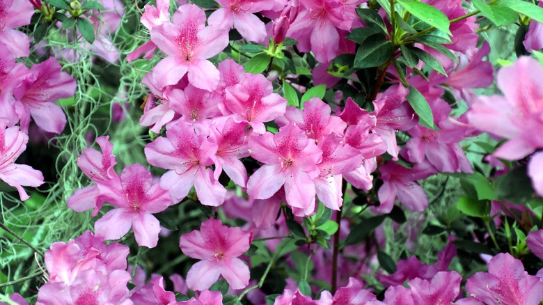 Pink azalea flowers in bloom