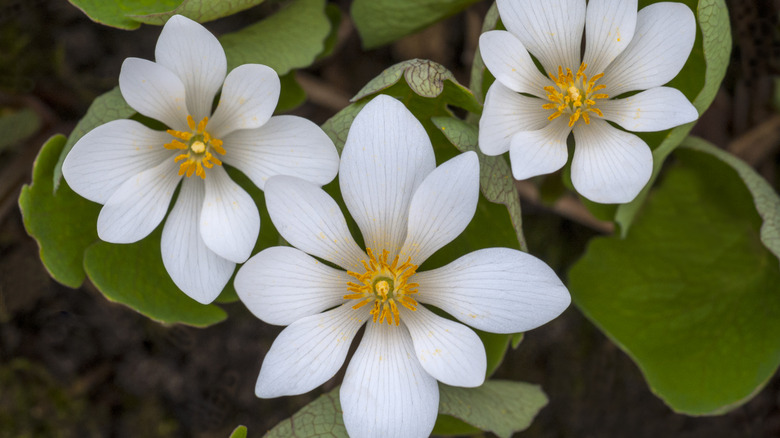 White bloodroot flowers in bloom