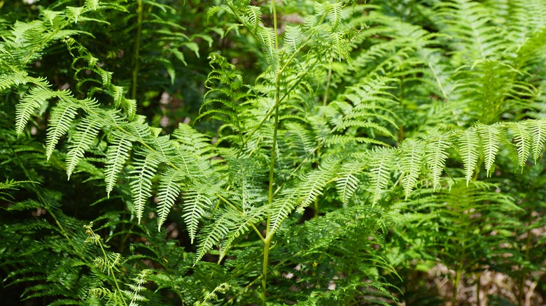 Bracken ferns growing in garden