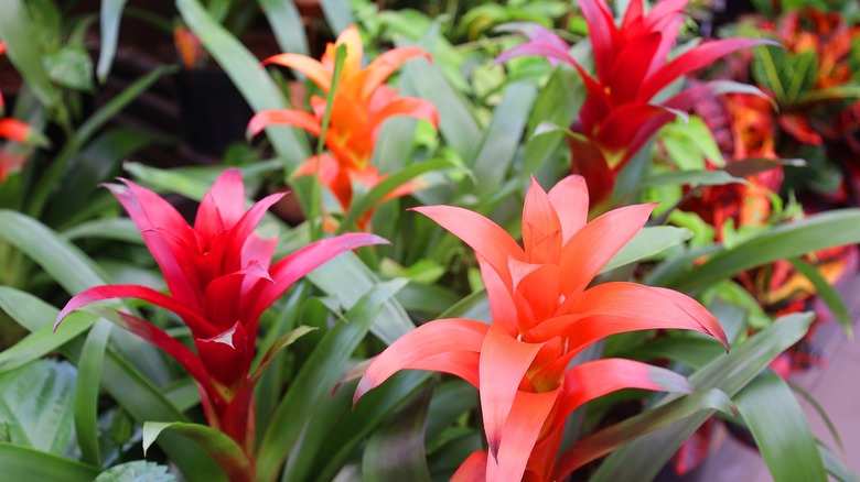 Multi-color bromeliads growing in garden