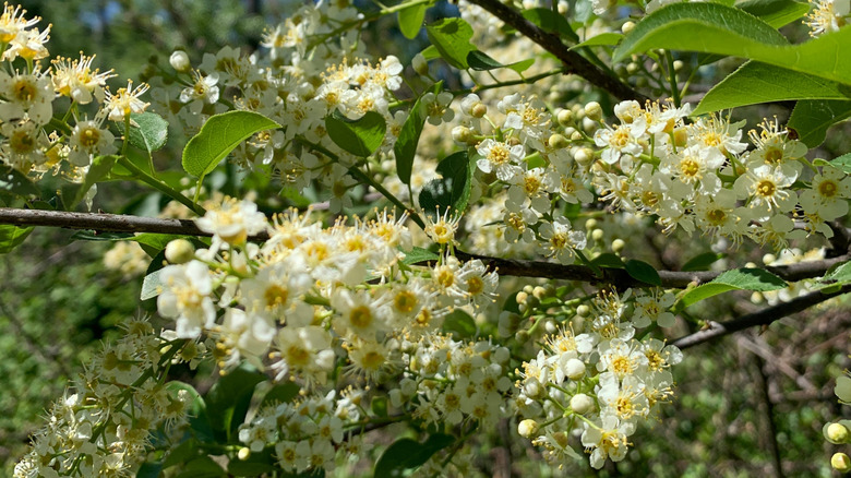 Chokecherry tree branch laden with white flowers