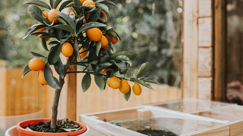 Potted orange tree blooming in backyard