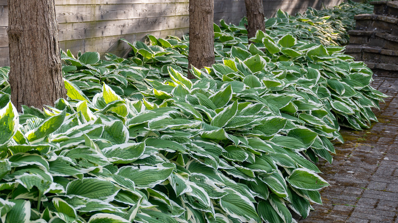 Hosta plants growing around trees in garden