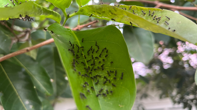 Black ants on green leaves in garden