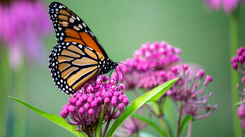 Butterfly drinking nectar from pink milkweed flowers
