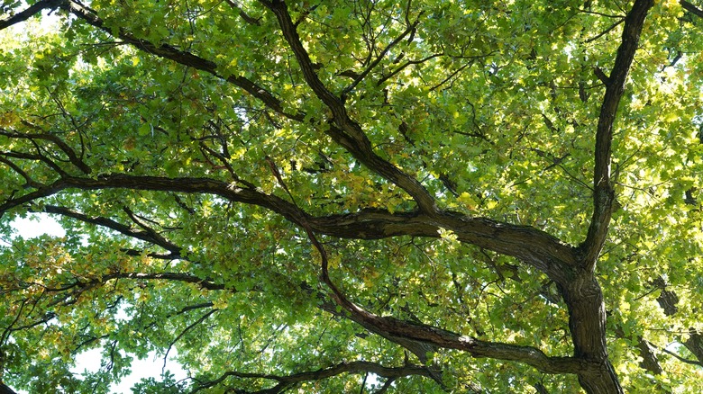 Oak tree with green leaves