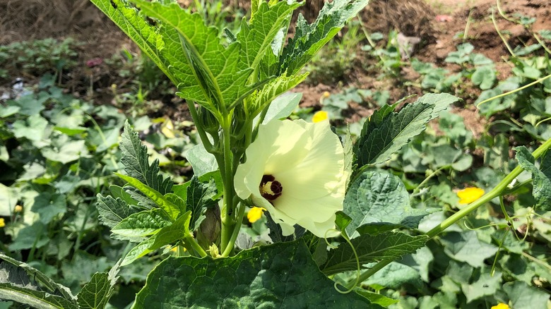 Okra plant with flower in garden