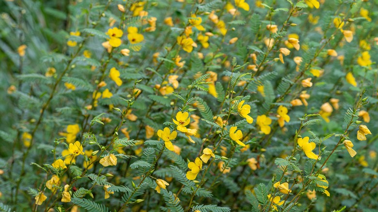 Yellow flowers of partridge pea plant