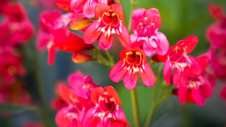 Red blooms of Penstemon schmidel