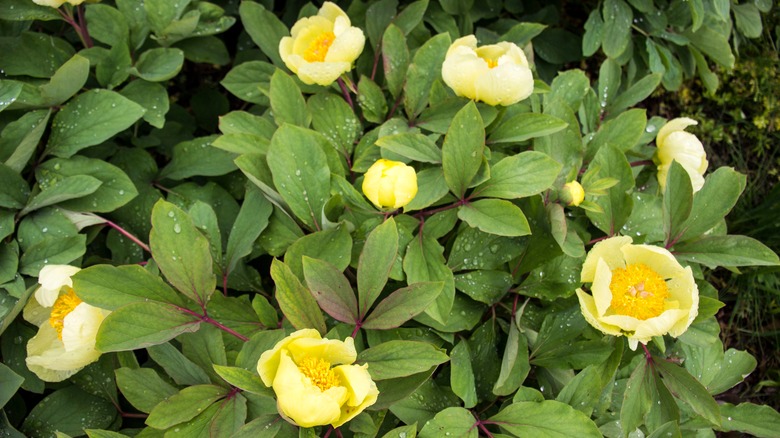 Yellow peonies growing in garden