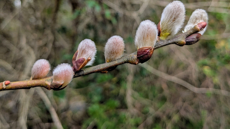 Buds on a pussy willow branch