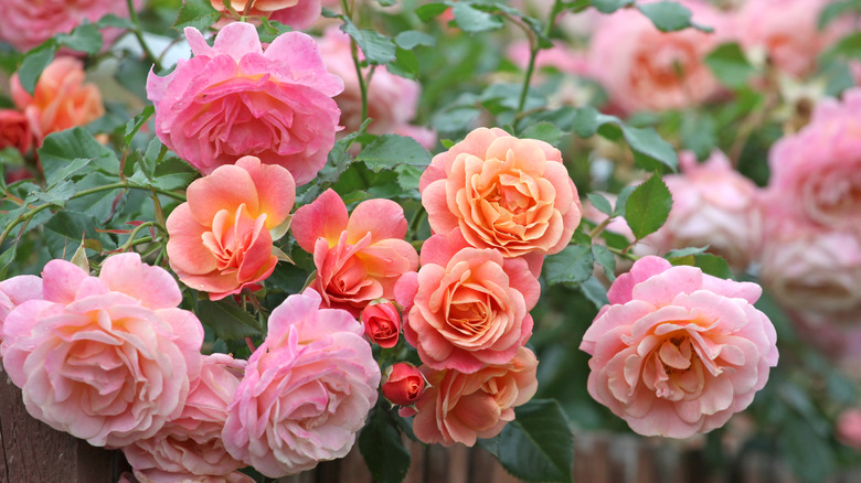 Pink and apricot pink climbing roses in bloom
