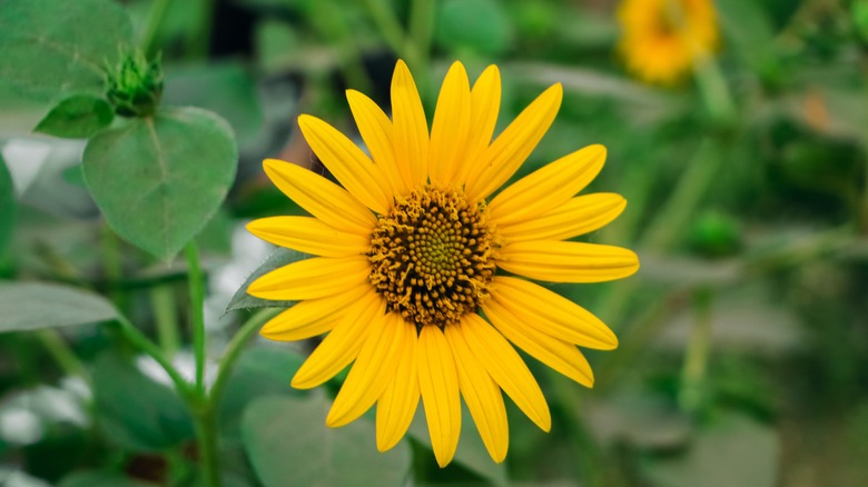 Sunflower in bloom in garden