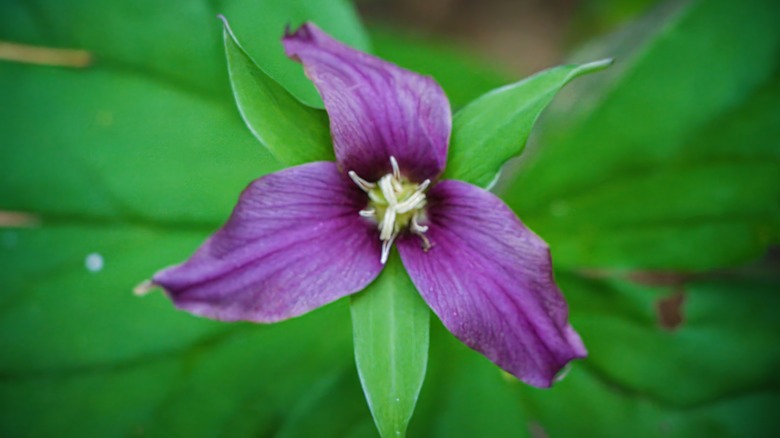 Purple trillium flower amidst green leaves