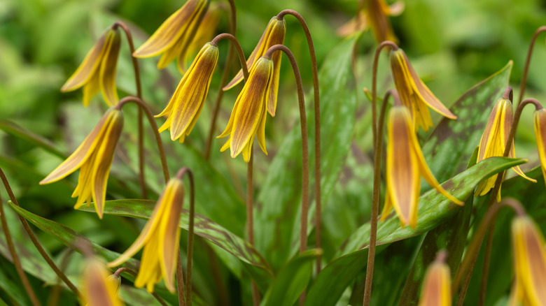 Yellow trout lily flowers in garden