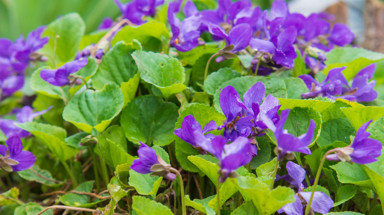 Violet flowers growing in garden