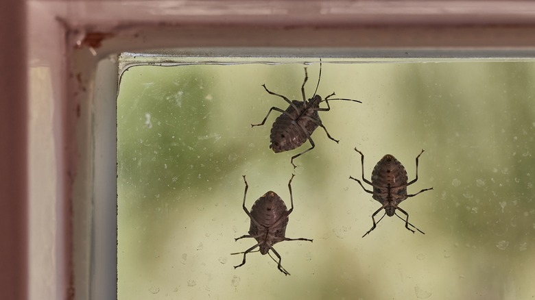 Stink bugs on glass surface