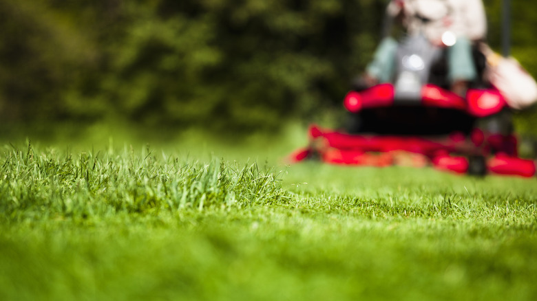 Mowing the grass high