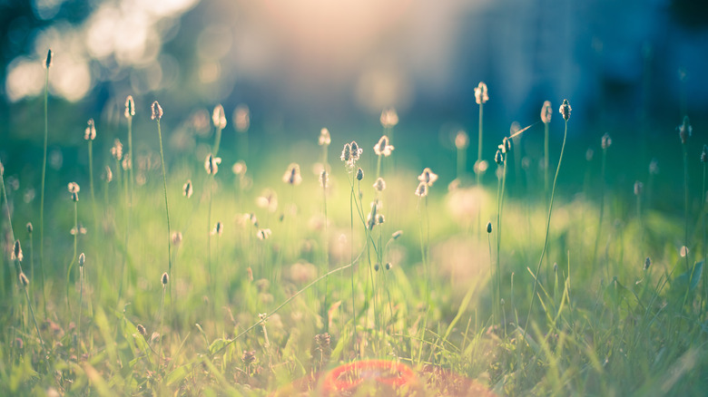 Grass flowering 