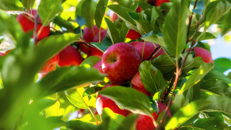 Cluster of fresh red apples on the tree branch