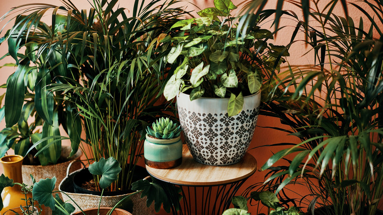 a variety of houseplants