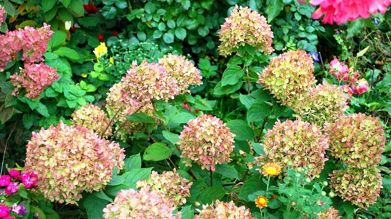 struggling hydrangeas 