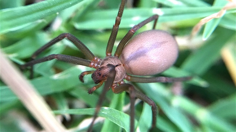 Brown recluse spider on grass