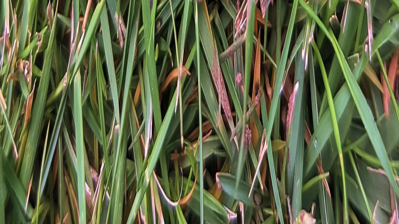 Close-up photo of nimblewill growing in a patch