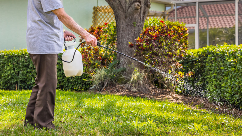 Man spraying herbicide on lawn