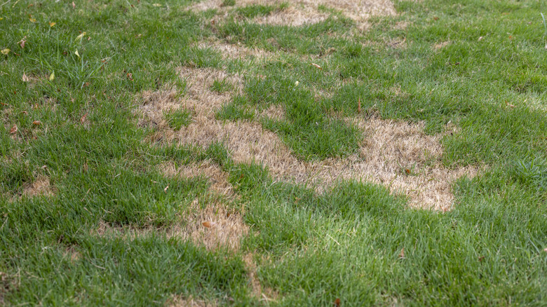 Lawn with brown patches