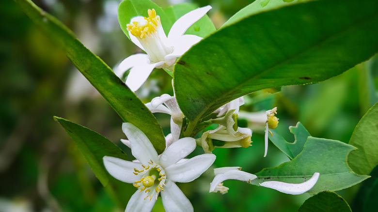 A closeup of the flowers on a lime tree