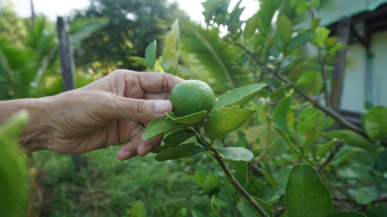 Close up of a woman's hand picking lime from a tree