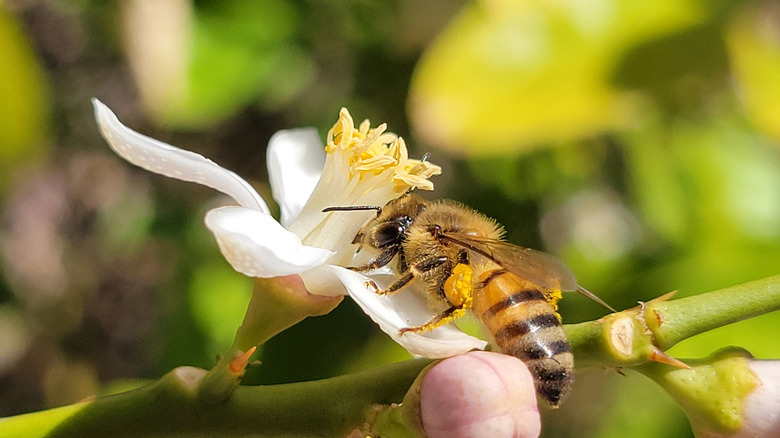 Closeup of a bee on a lime tree flower