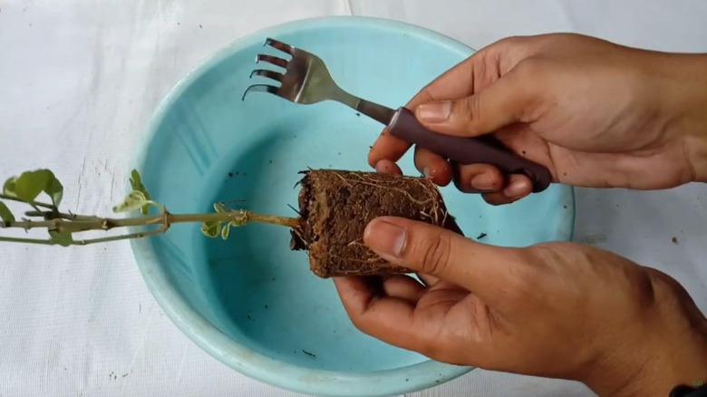 YouTuber Green Bengal uses homemade garden fork to separate roots