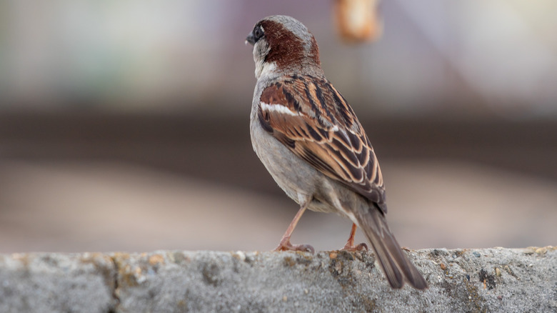 small grayish-brown bird perched on a ledge