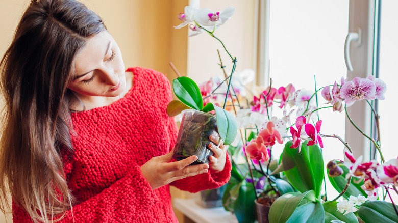 Woman tending to orchid