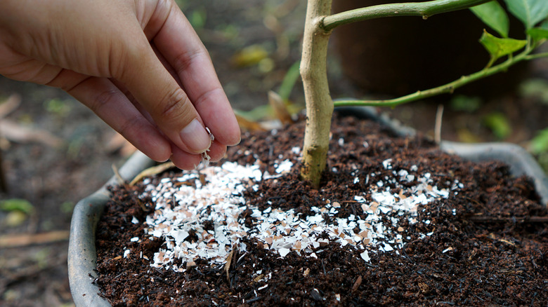 Applying eggshell fertilizer