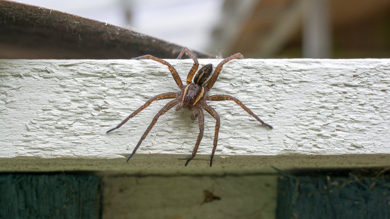 Spider on wood patio