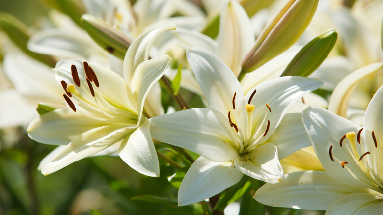 Close-up of white lily flowers in a garden