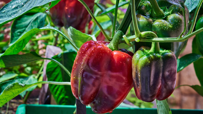 Red and green bell peppers growing in a garden.