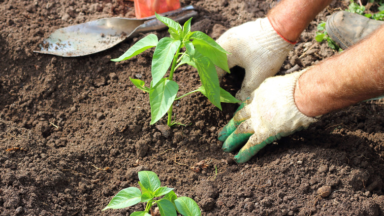 Farmer planting young pepper seedling in soil in vegetable garden.