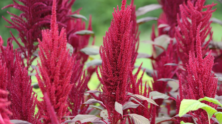 Red amaranth in garden.