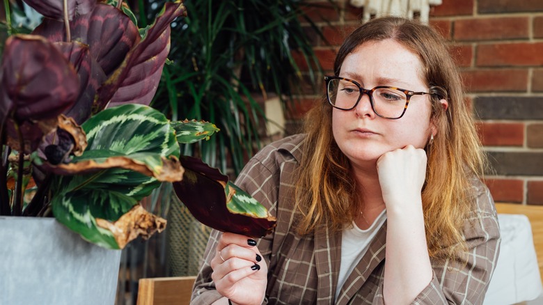 Woman examining dying plant leaves